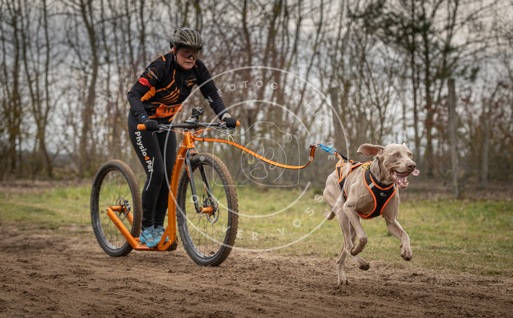 Pfotenfotografie_DV3A9971 | Hundefotografie, Tierfotograf, Pfotenfotografie, Fotoshooting Hund, Hunde Portrait, Hundesport, Hundeportraits, Heideshooting, Hunde, Sportfotograf, Hundefotograf, Turnierhundsport, THS,  - Realisiert mit Pictrs.com
