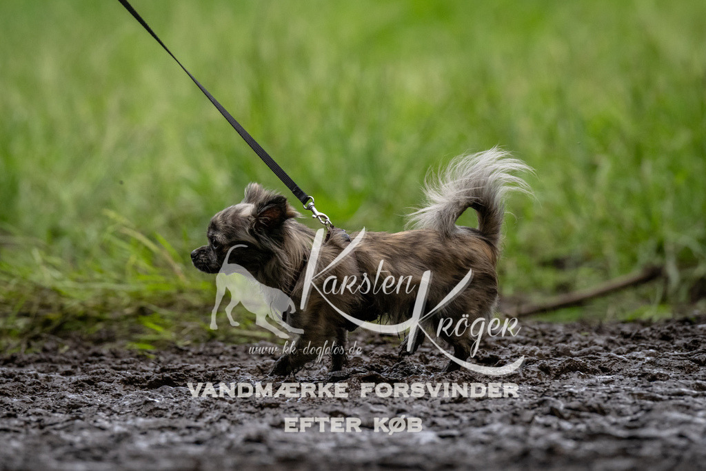 1545_ZZ90234 | kk-dogfotos