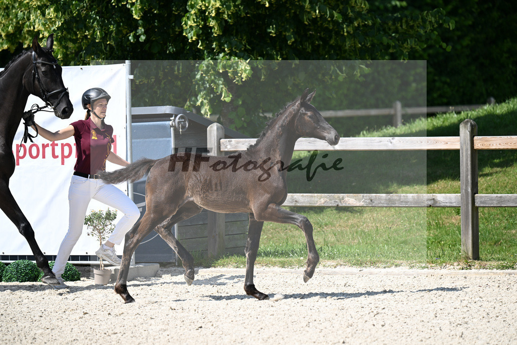 Kat-Nr. 4 Glamdale I WP x Fuersten-Look_SF_Waldner_15250135 | hf-fotografie - Realizzato con Pictrs.com