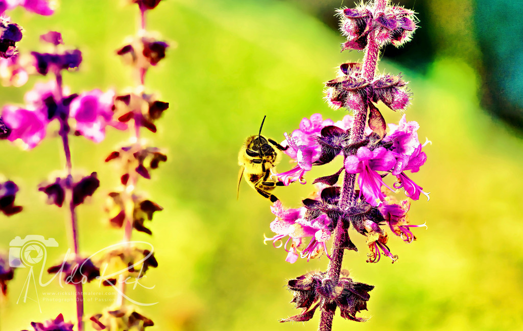 Biene_auf_Basilikum | Entdecken Sie Fotografie aus Leidenschaft: Auftragsfotografie, HD-Fotos, Geschenkartikel aus Ihren Bildern und vieles mehr. Beauftragen Sie uns für besondere Momente!
