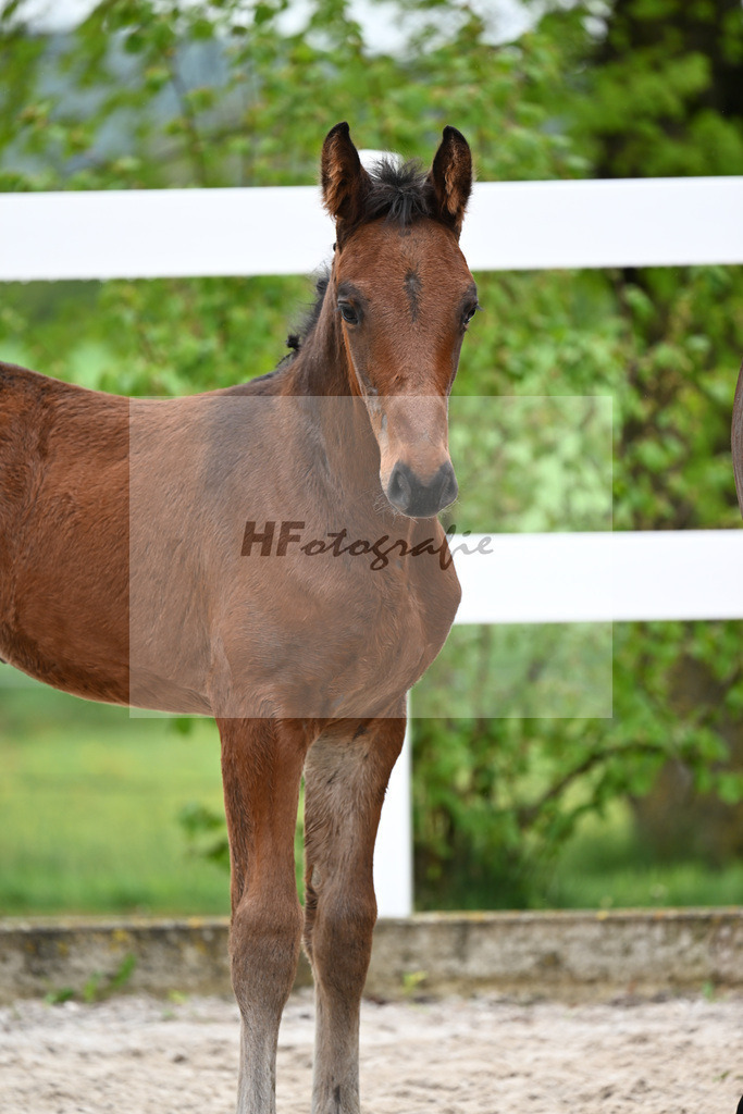 Kat-Nr. 43 HF Chacco Blue x Quo Vadios I_Schoenherr_23261509 | hf-fotografie - Realisiert mit Pictrs.com