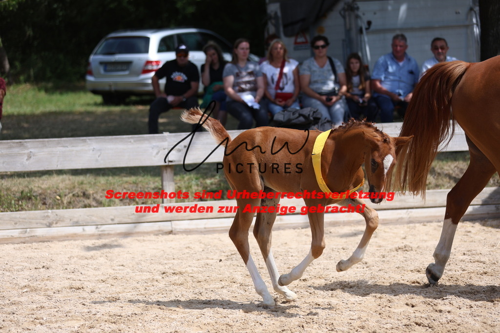 Fohlenschau_Schwäbisch_Hall_springbetonte_Fohlen_SIEGERFOHLEN_KN 22_14 | lmwpictures - Realisiert mit Pictrs.com