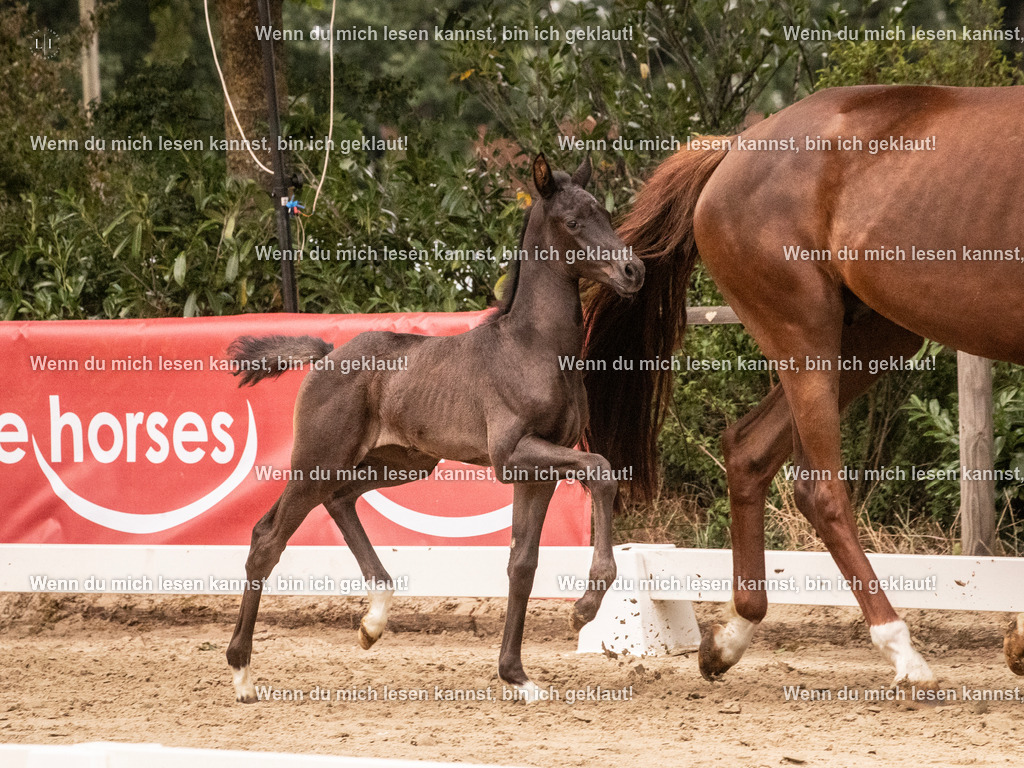 A10I5003 | photographylinaismer - Realisiert mit Pictrs.com