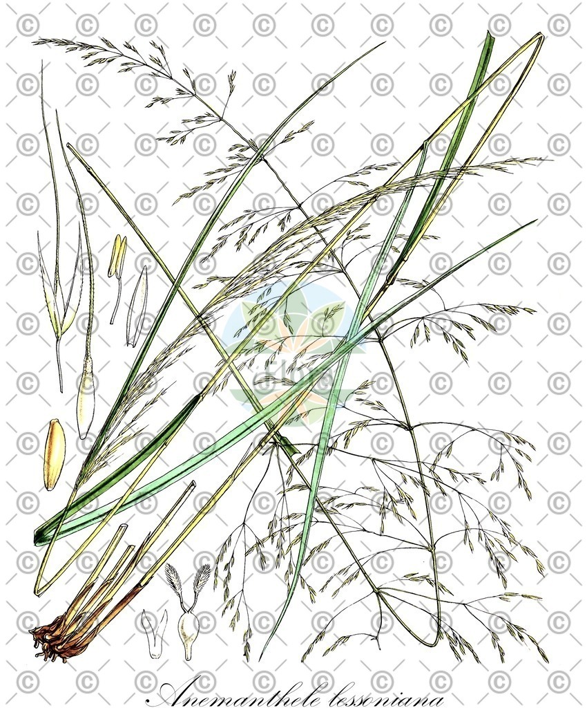 HistAbb_wfo-0000847819_1_ENZY_Simple | Historische Abbildung von Anemanthele lessoniana - Poaceae | Historical Illustration of Anemanthele lessoniana - Poaceae