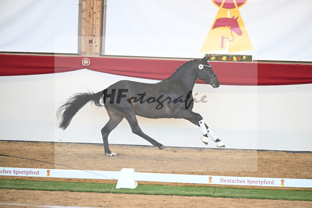 Kat.-Nr. 74 v. Quaterback_Mieleszko-Vekens_2250658 | hf-fotografie - Realisiert mit Pictrs.com