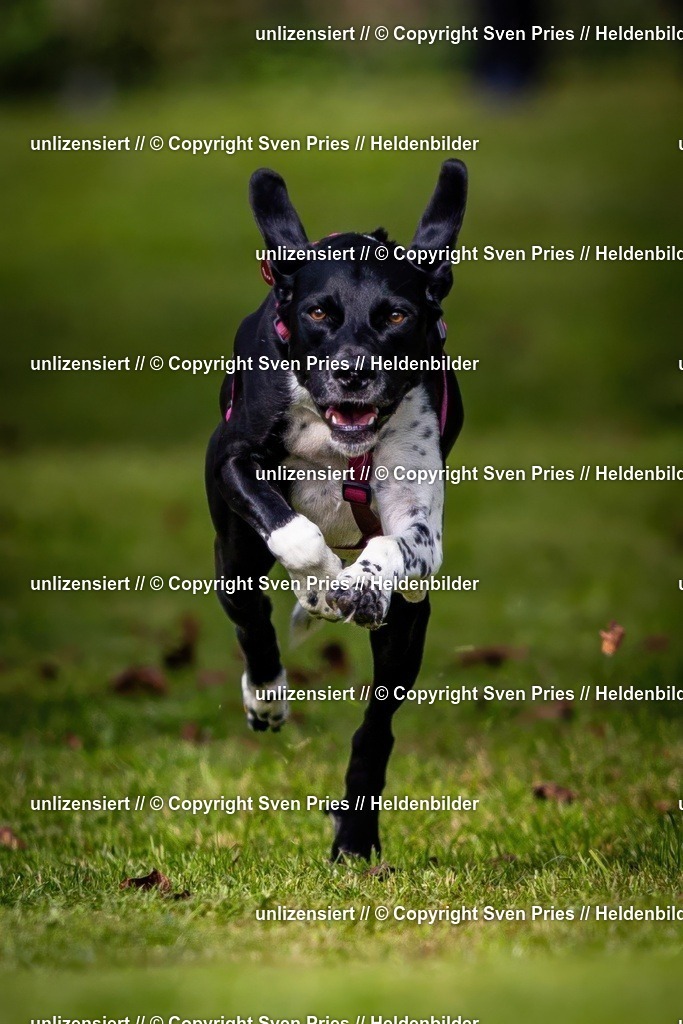 Sven Pries | 2024-09-22 - Hunderennen Baden-BadenPudelverein - Realisiert mit Pictrs.com