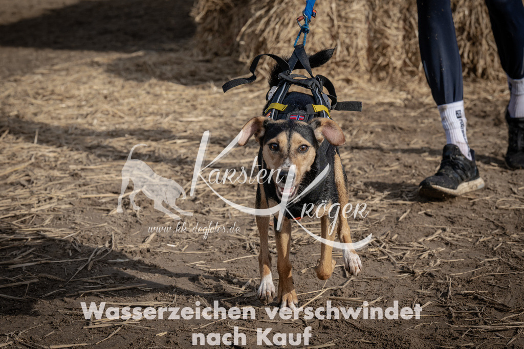 1213_ZZ93691 | kk-dogfotos