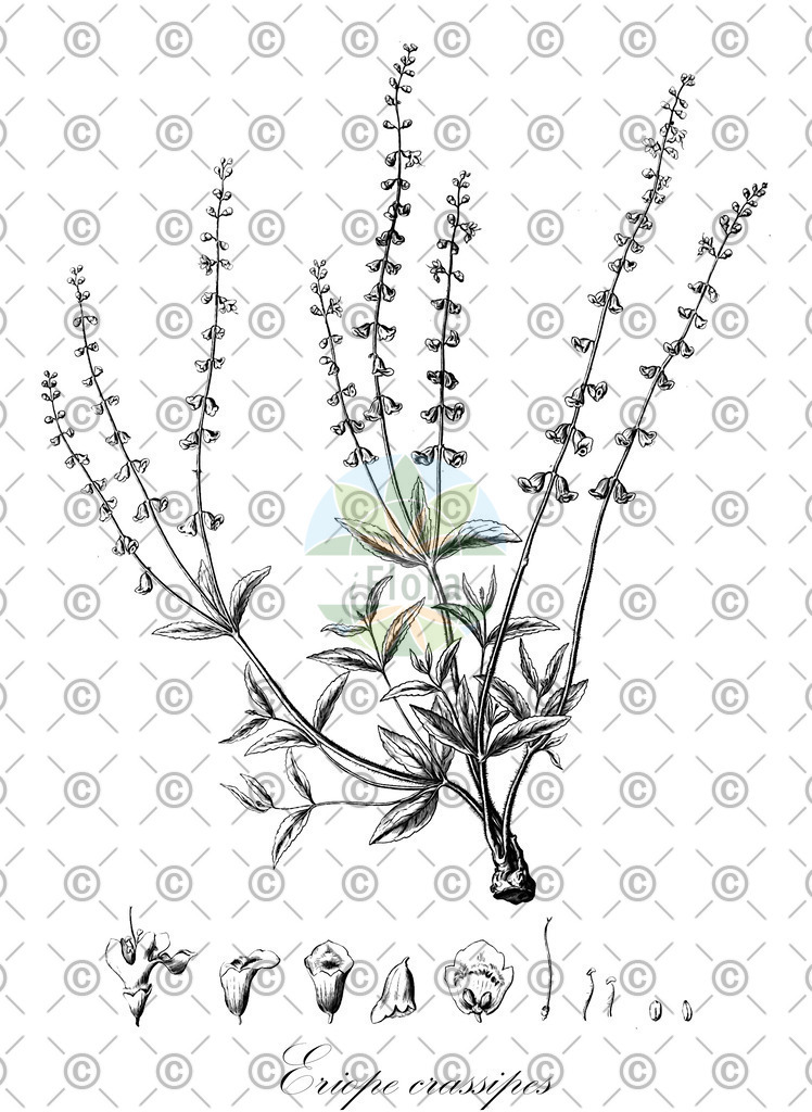 HistAbb_wfo-0000081244_1_ENZY_Simple | Historische Abbildung von Eriope crassipes - Lamiaceae | Historical Illustration of Eriope crassipes - Lamiaceae