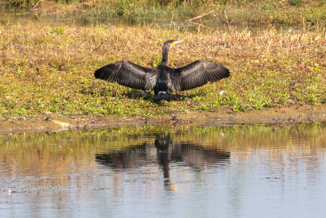201757 | Tierfotografie, Tierkalender, Tierbilder, Insekten, Spinnen, Vögel, Schmetterling, Libellen, Leinwand, Colorkey, Qualität, Geschenkartikel, Geschenk - Realisiert mit Pictrs.com