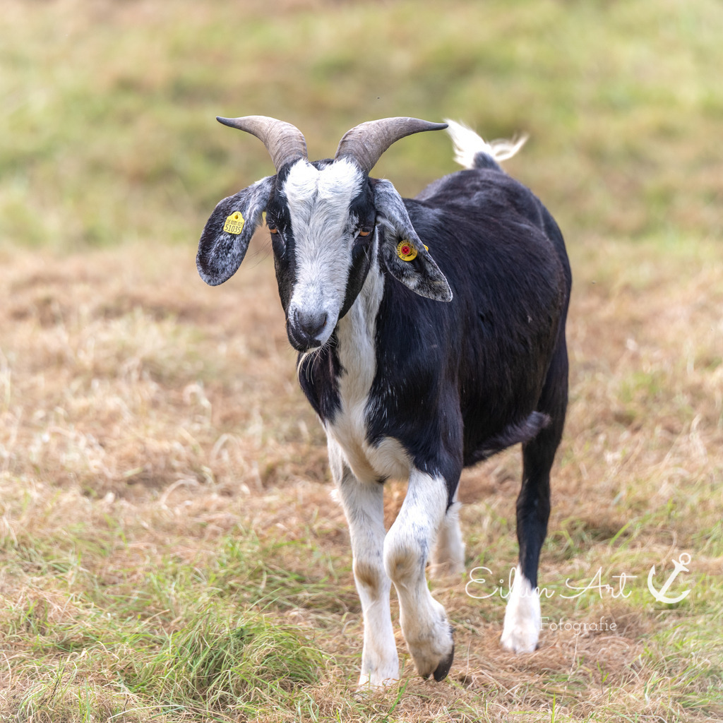 EAF_6890 | Eilun-Art-Fotografie Levke Martens, ihre Fotografin für Immobilien- und Landschaftsfotografie auf Föhr, Föhrer Motive als Poster, Leinwand, hinter Acrylglas oder stelle dir deinen eigenen Monatskalender zusammen, mit nur einem Klick