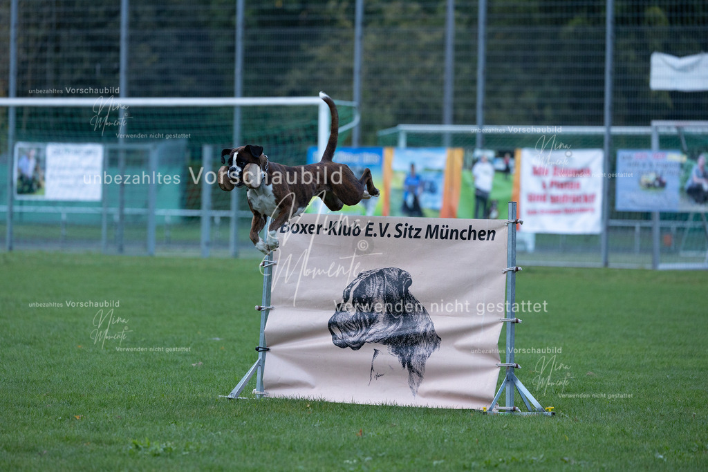 _16A4590 | Einzigartige Fotos von Hunden & Menschen –Actionfotos, Portraits, Vereinsaufnahmen & Paarshootings – authentisch, lebendig & mit Herz.