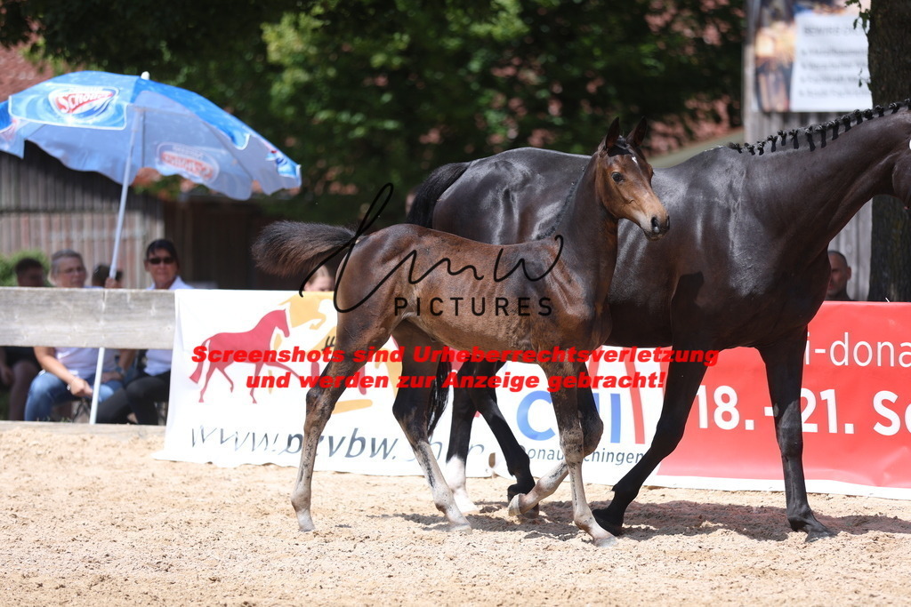 Fohlenschau_Schwäbisch_Hall_springbetonte_Fohlen_KN 29_10 | lmwpictures - Realisiert mit Pictrs.com