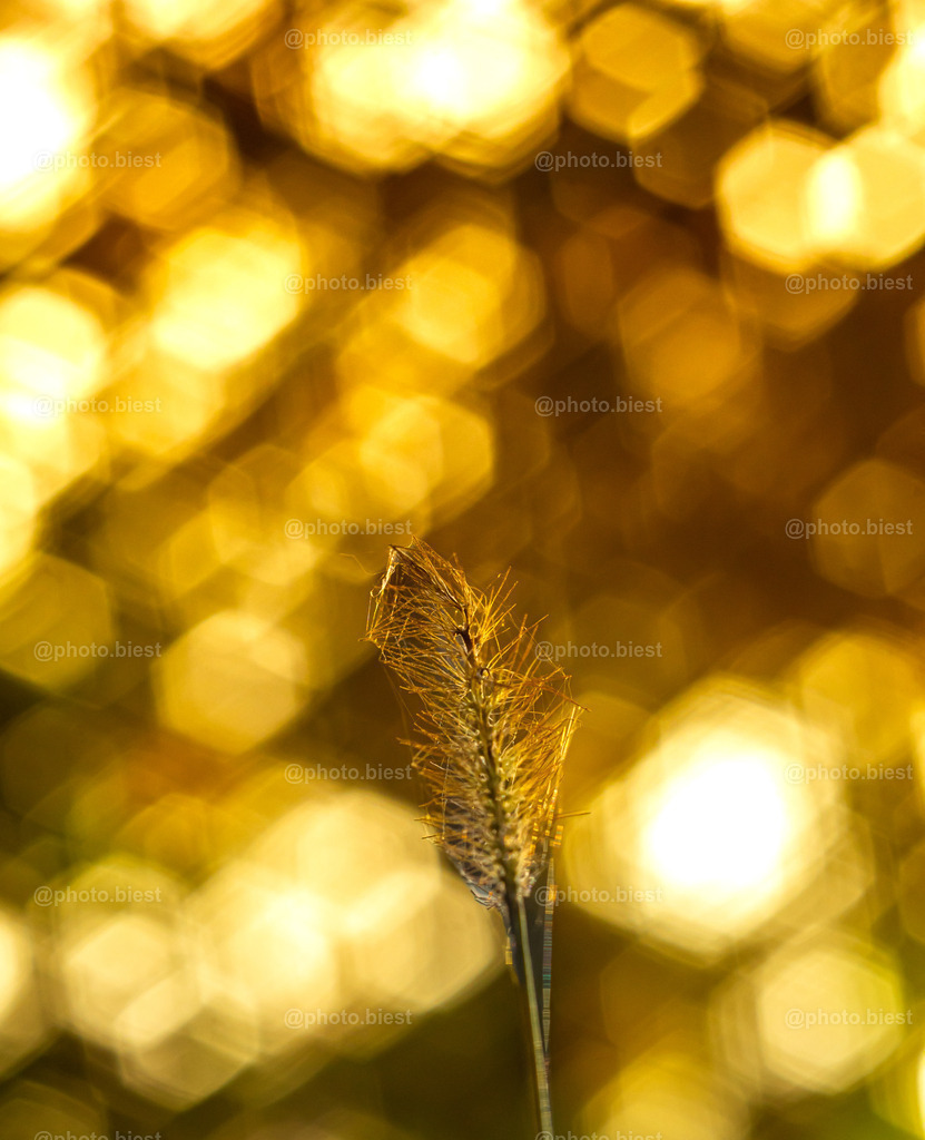 Goldhalm | Grashalm im Sonnengegenlicht. - Realisiert mit Pictrs.com