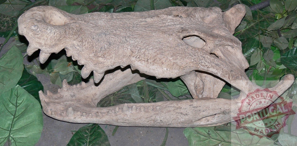 Crocodile skull fossil showing ancient prehistoric predator | Crocodile skull fossil resting on green leaves, representing paleontology and ancient life - Realisiert mit Pictrs.com
