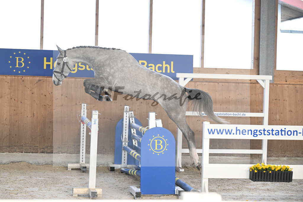 Kat-Nr. 35 Quibertus by HaB Z v. Quiwi Capitol_Tilp_14260963 | hf-fotografie - Realisiert mit Pictrs.com