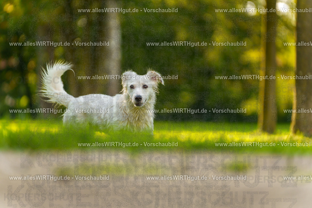 Hundeschwimmen_Grefrath_2026-allesWIRTHgut_Tierfotografie-15_41-7R509484 | Professionelle Tierfotografie in Mönchengladbach von Daniel Wirth (allesWIRTHgut). Liebevolle & natürliche Bilder von Hunden & Katzen für unvergessliche Erinnerungen.