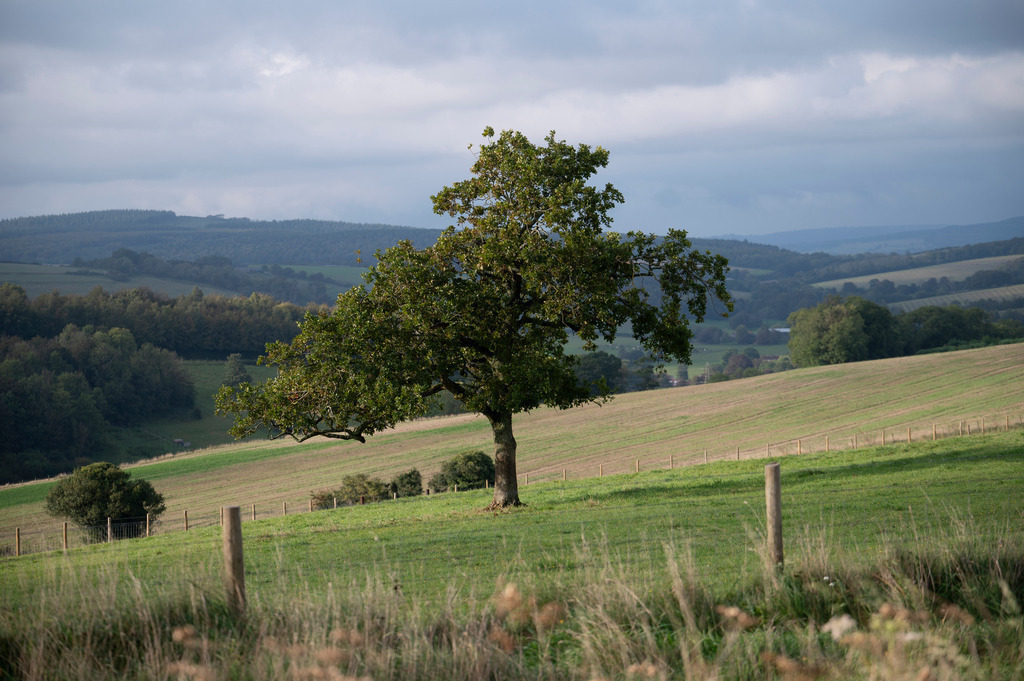 Mystische Bäume - Binderton, England | Die Mystik der Bäume unterscheidet sich je nach Jahreszeit  - Realisiert mit Pictrs.com