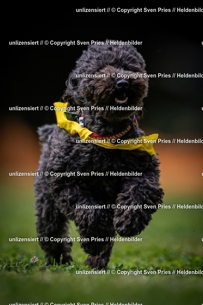 Sven Pries | 19. Allgemeines Hunderennen Karlsruhe Durlach - Realisiert mit Pictrs.com