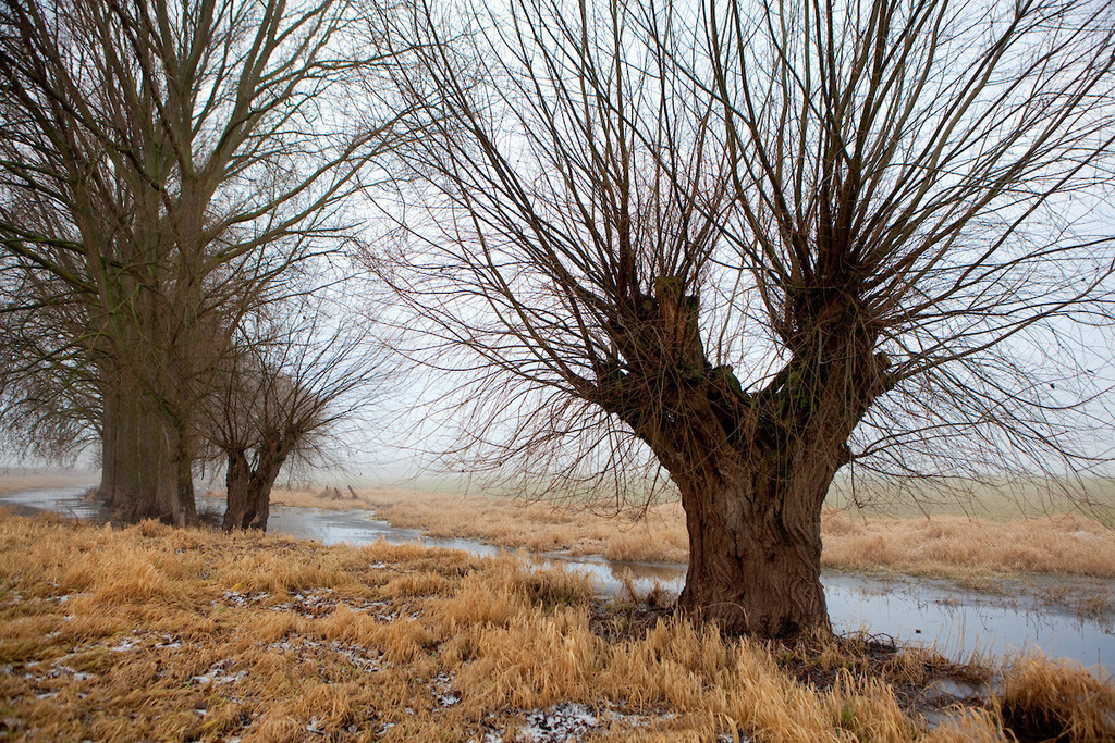 170108-098 | Europa, DEU, Deutschland, NRW, Nordrhein Westfalen, Niederrhein, Rheinland, Xanten, Naturschutzgebiet Xantener Altrhein, Bislicher Insel, Typische Landschaft, Winter, Dunst, Nebel, Frost, Typische Kopfweiden, Kategorien und Themen, Natur, Umwelt, Landschaft, Jahreszeiten, Stimmungen, Landschaftsfotografie, Landschaften, Landschaftsphoto, Landschaftsphotographie, Wetter, Wetterelemente, Wetterlage, Wetterkunde, Witterung, Witterungsbedingungen, Wettererscheinungen, Meteorologie, Wettervorhersage

[Fuer die Nutzung gelten die jeweils gueltigen Allgemeinen Liefer-und Geschaeftsbedingungen. Nutzung nur gegen Verwendungsmeldung und Nachweis. Download der AGB unter http://www.image-box.com oder werden auf Anfrage zugesendet. Freigabe ist vorher erforderlich. Jede Nutzung des Fotos ist honorarpflichtig gemaess derzeit gueltiger MFM Liste - Kontakt, Uwe Schmid-Fotografie, Duisburg, Tel. (+49).2065.677997, ..archiv@image-box.com, www.image-box.com] - Realisiert mit Pictrs.com