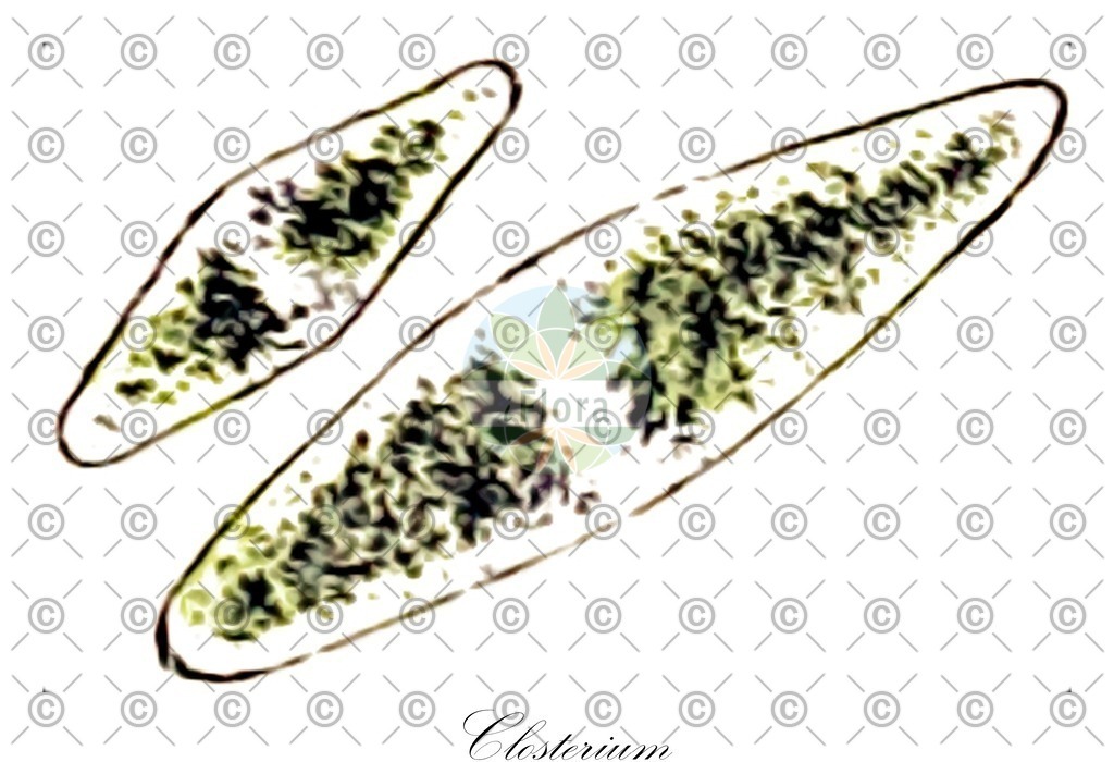 HistAbb_3R7G_5_ENZY_Simple | Historische Abbildung von Closterium - Closteriaceae (0) | Historical Illustration of Closterium - Closteriaceae (0)