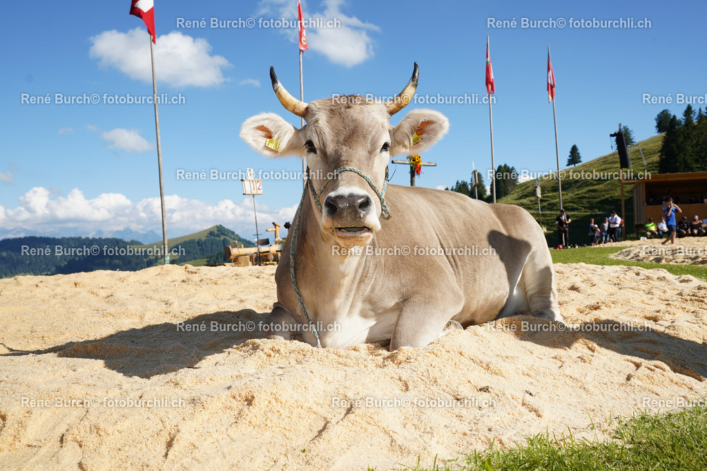 20220710-DSC00010 (2) | René Burch leidenschaftlicher Fotograf aus Kerns in Obwalden.  Hier finden sie Sport, Landschaft und Natur Fotografie.
 - Realisiert mit Pictrs.com