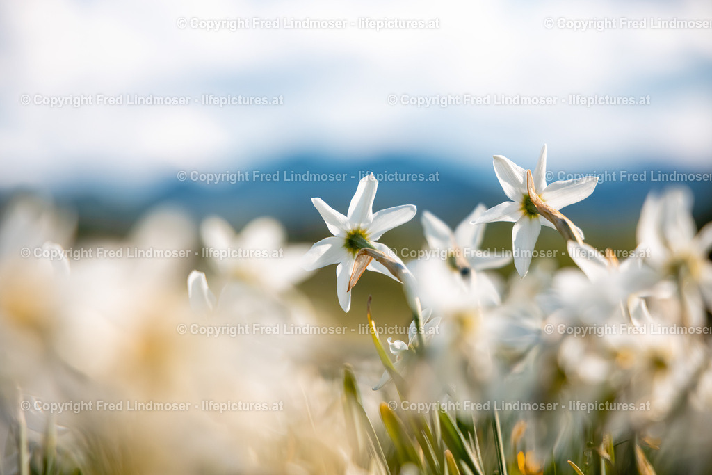 Narzissenblute 03062021-5608 | Fotos und Fotoprodukte - Realisiert mit Pictrs.com