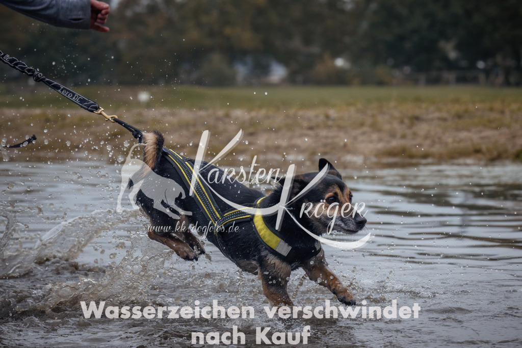 1304_ZZ92586 | kk-dogfotos