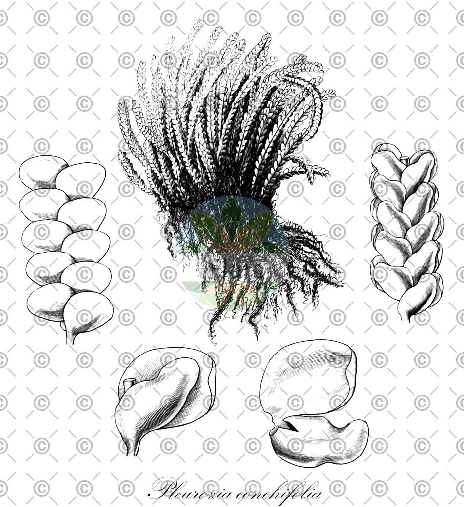 HistAbb_wfo-0001160187_1_ENZY_Simple | Historische Abbildung von Pleurozia conchifolia - Pleuroziaceae | Historical Illustration of Pleurozia conchifolia - Pleuroziaceae