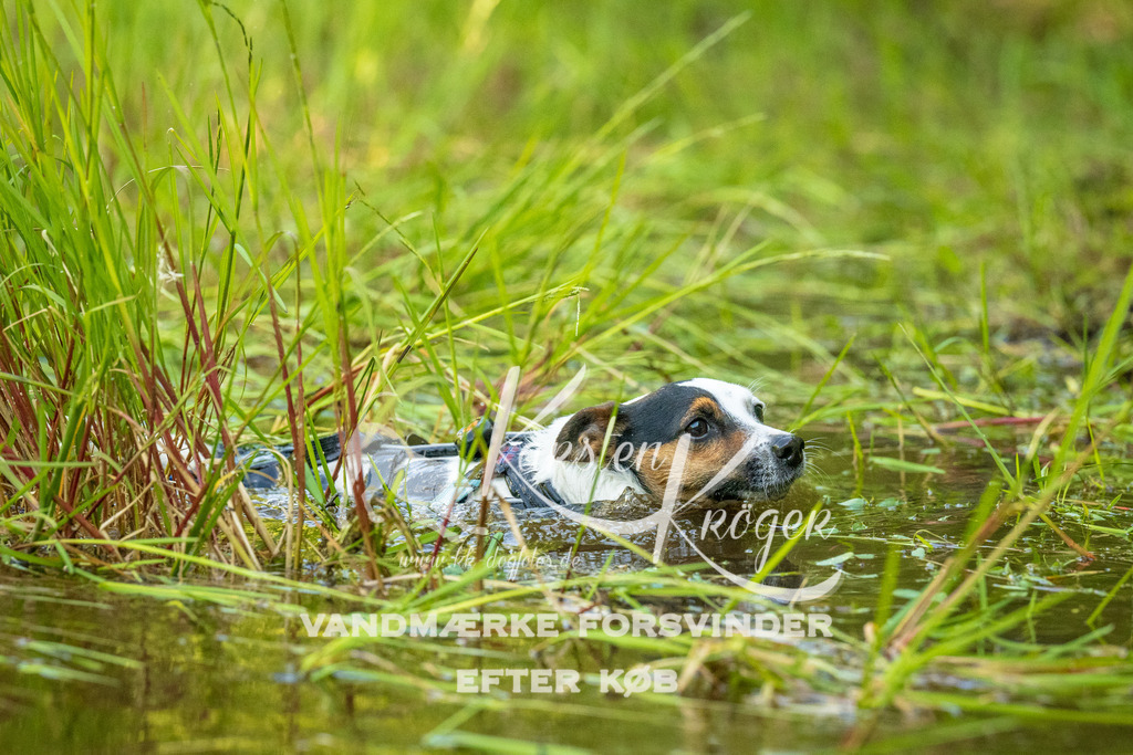 0918DKK9_ZZ91169 | kk-dogfotos