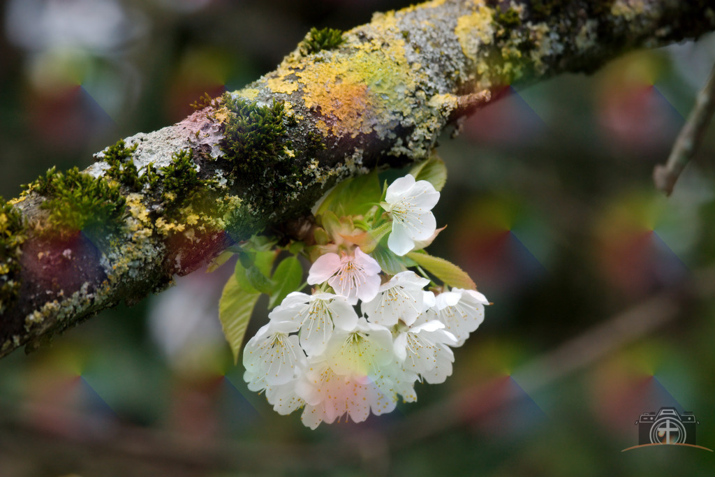 OB-Kirschblüte-0010 | Entdecken Sie eine vielfältige Auswahl individueller Fotos zum Kauf auf picturalux.de. Finden Sie hochwertige Bilder für Ihre Projekte, die Ihre Botschaft perfekt unterstreichen. Stöbern Sie jetzt und verleihen Sie Ihren Inhalten das gewisse Etwas! - Realisiert mit Pictrs.com