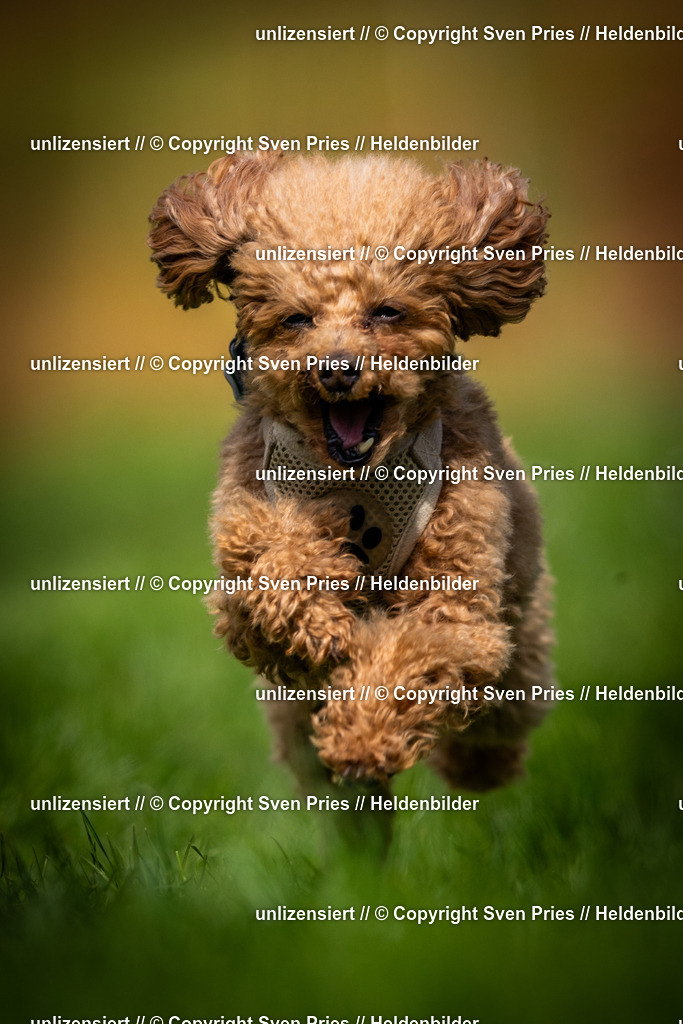 Sven Pries | 2025-04-13 - Hunderennen Baden-Baden - Realisiert mit Pictrs.com