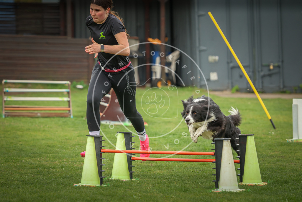 Pfotenfotografie_0L8A0813 | Hundefotografie, Tierfotograf, Pfotenfotografie, Fotoshooting Hund, Hunde Portrait, Hundesport, Hundeportraits, Heideshooting, Hunde, Sportfotograf, Hundefotograf, Turnierhundsport, THS,  - Realisiert mit Pictrs.com