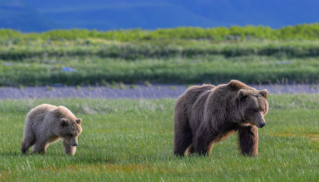 Alaska | Braunbären im Katmai National Park. - Realisiert mit Pictrs.com