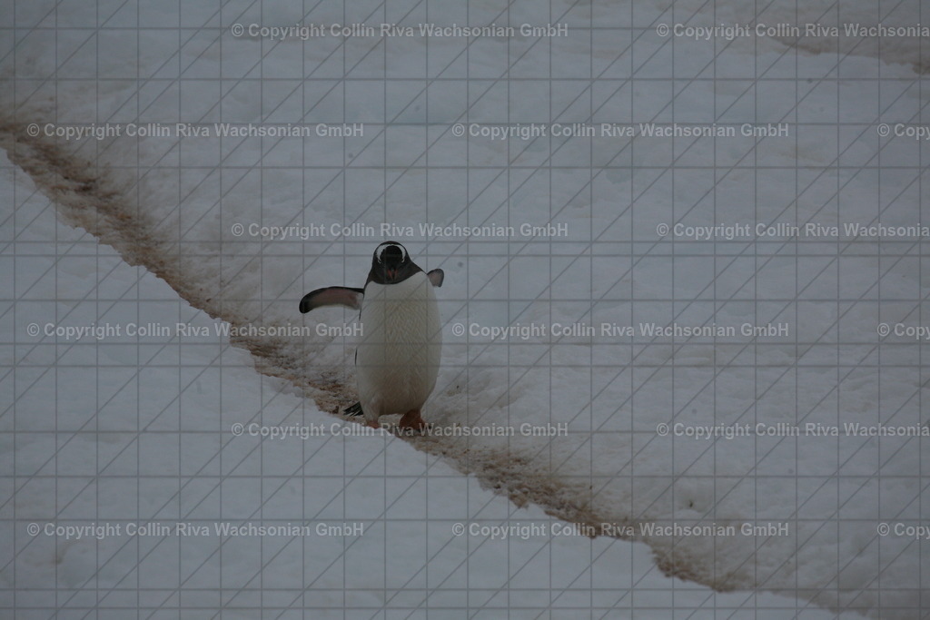 IMG_0048 | Antarktis / Antarctica - Realisiert mit Pictrs.com