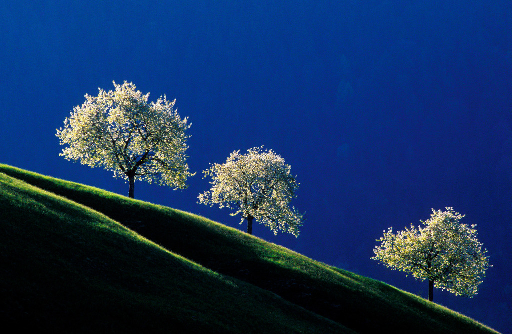 Kirschbluete in Fraxern | Fraxern, Austria: Kirschbluete in Fraxern. - Realisiert mit Pictrs.com