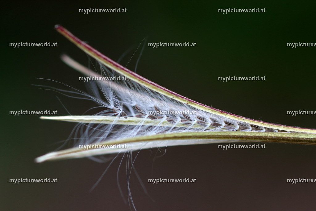Berg-Weidenröschen-011 | Das Bilderarchiv über Tiere, Planzen und Landschaften. In der Bilddatenbank finden Sie ein große Auswahl an hochwertigen Bilder für Ihre Werbung - Realisiert mit Pictrs.com