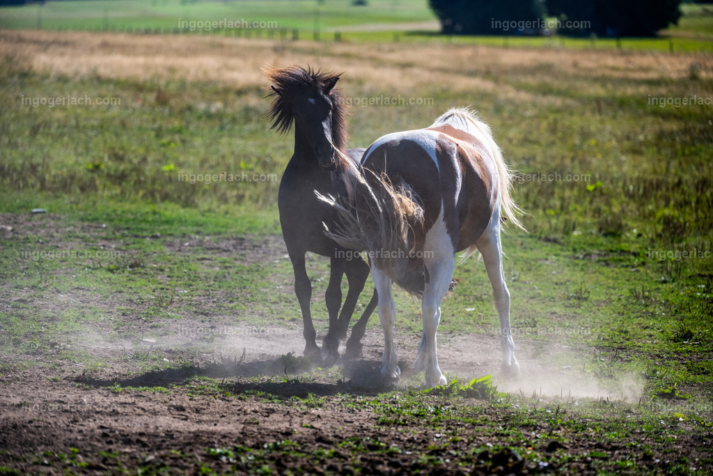 Islandhengste | Ingo Gerlach