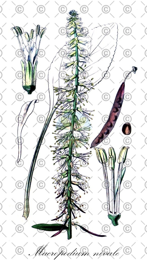 HistAbb_wfo-0000181730_1_ENZY_Simple | Historische Abbildung von Macropodium nivale - Brassicaceae | Historical Illustration of Macropodium nivale - Brassicaceae