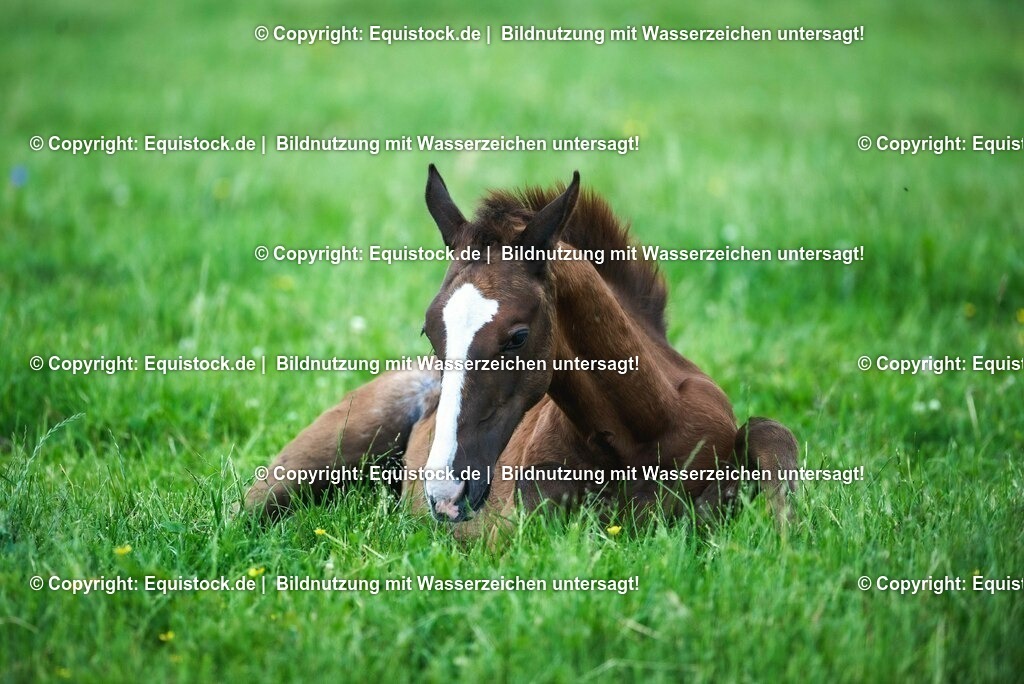 20210617_Fohlen_0375 | Foto: Thomas Hartig