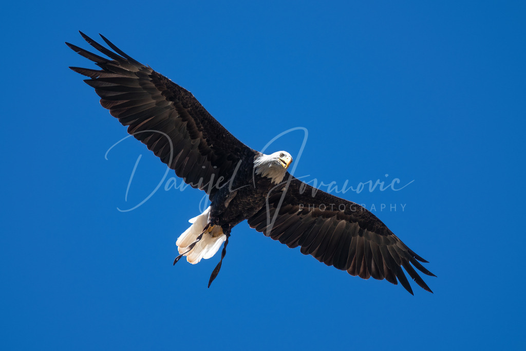 Weißkopfseeadler | Ein wunderschöner Weißkopfseeadler im Flug