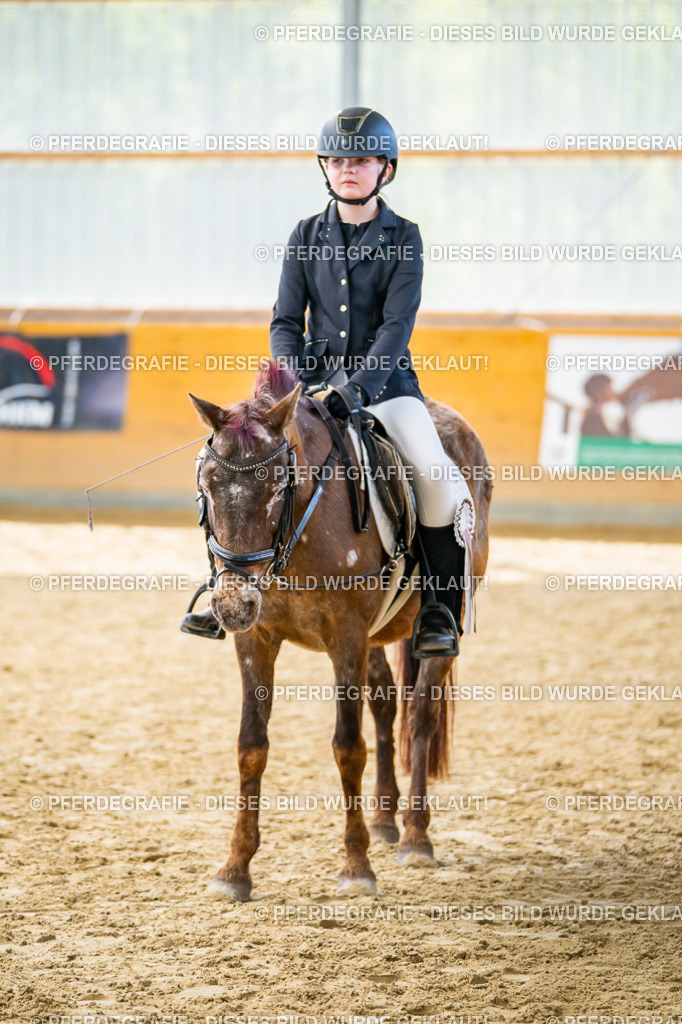 DSC01491 | Pferdegrafie