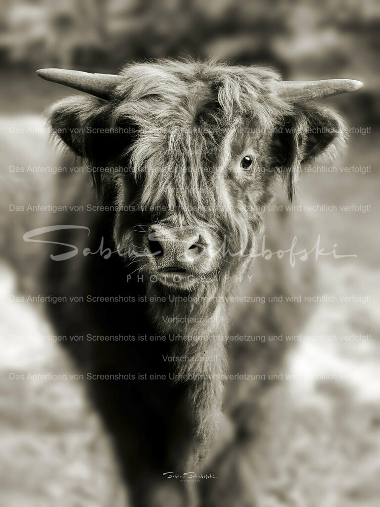 Highland Kälbchen (warm Ton) | People- und Tierfotografie, Imageaufnahmen, Veranstaltungsfotografie und Wandbilder aus der Natur ★ Made in Germany ✔️ Druck + Downloads ✔️ Naturfotografie in Top Qualität ★ schneller Versand, weltweite Lieferung! - Realisiert mit Pictrs.com