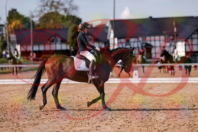 2026_10_03_Siefer-Hof_130221_Z81_56247765 | Professionelle Reitsport-, Turnier- und Eventfotografie von Robert Broda. Galerien mit ausgewählten und bearbeiteten Bildern direkt online ansehen und bestellen.