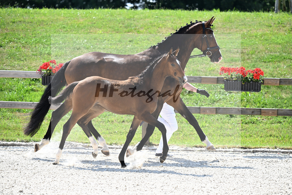 Kat-Nr. 36 Escaneno x Zoom_SF_Hofbauer_15251086 | hf-fotografie - Realizzato con Pictrs.com