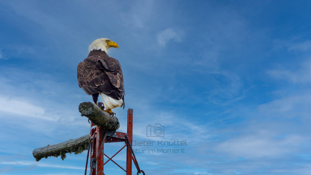 P1628680-Bearbeitet-2023-2-LR | Natur im Moment - Realisiert mit Pictrs.com