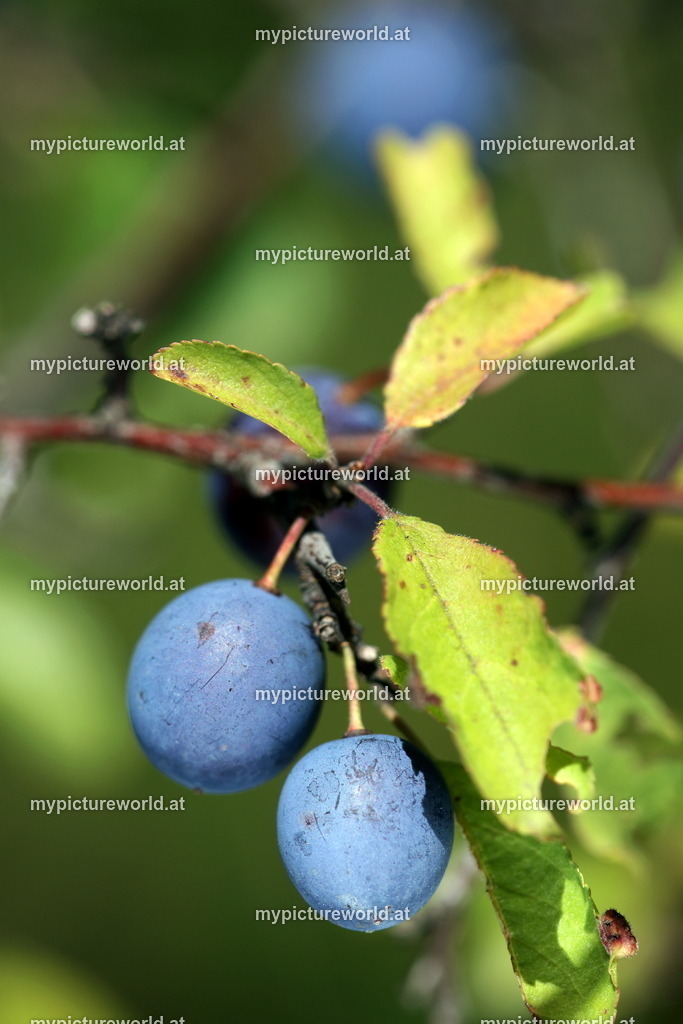 Schlehdorn-015 | Das Bilderarchiv über Tiere, Planzen und Landschaften. In der Bilddatenbank finden Sie ein große Auswahl an hochwertigen Bilder für Ihre Werbung - Realisiert mit Pictrs.com