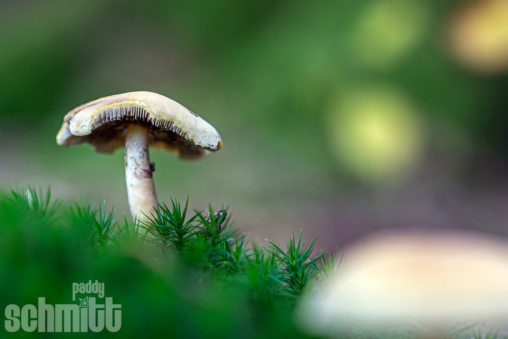 PS-Natur-2026-24 | Entdecke die größte Bildgalerie der Region mit Fotografien aus dem Allgäu, der Bodenseeregion, Oberschwaben, dem Donautal und der Schwäbischen Alb. Landschaften, Luftaufnahmen und Reisefotografie als Wandbild und Fotokunst. - Realisiert mit Pictrs.com
