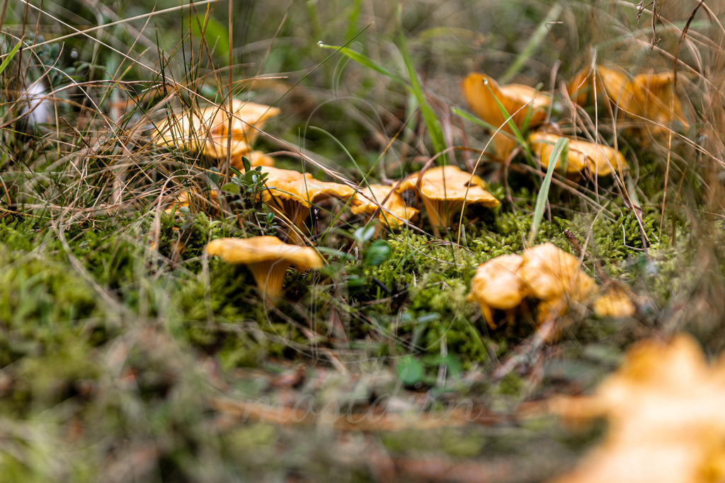 Eierschwammerl | Bei Veröffentlichung des Bildes ist eine Namensnennung wie folgt erforderlich: 
Foto: Mostdirn Irmgard Wieser - Realisiert mit Pictrs.com