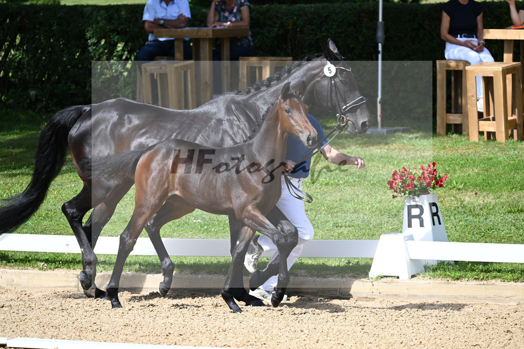Kat-Nr. 5 SF DSP Va Bene x Samaro_Reissler__27230125 | hf-fotografie - Realisiert mit Pictrs.com