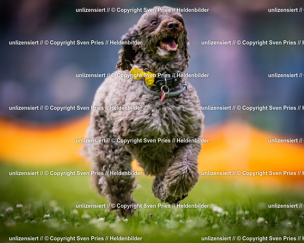 Sven Pries | 2025-05-29 - Pudelrennen KA-Durlach - Realisiert mit Pictrs.com